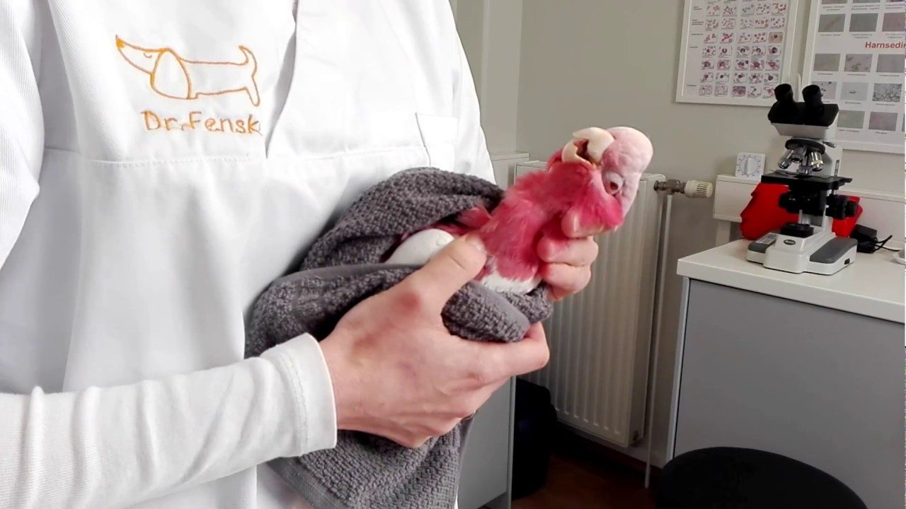 Papageien richtig einfangen-Papagei in der Hand beim Tierarzt