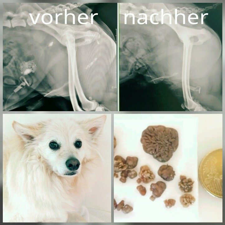 Blasensteinentfernung Hund Spitz Röntgenbild