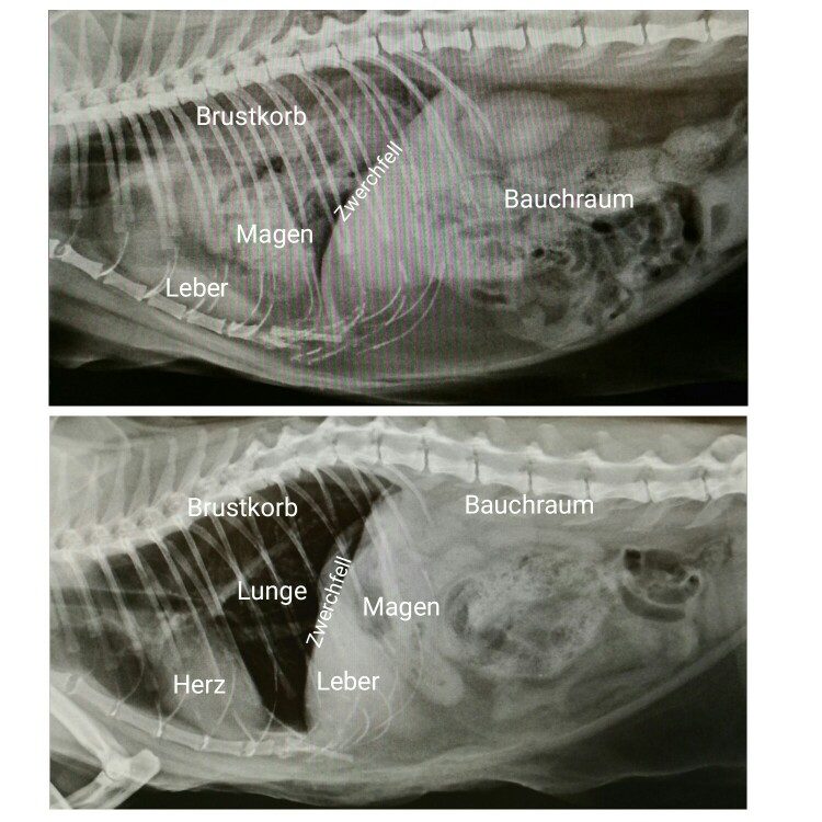 Papagei Röntgenbild