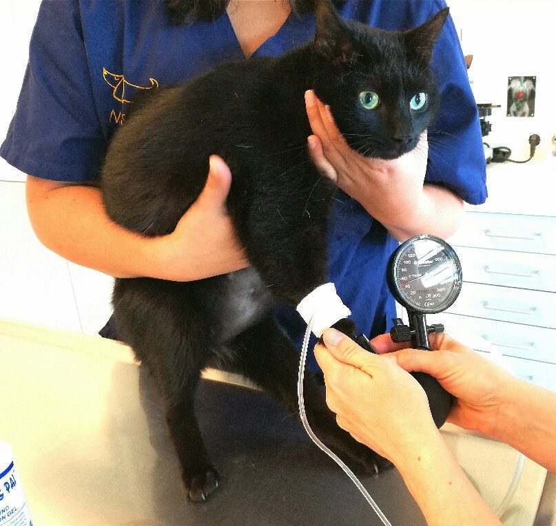 Katze Blutdruckmessen auf dem Behandlungstisch