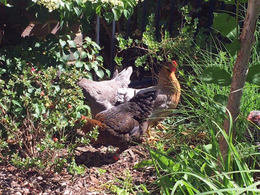 Gartenweg mit Hühnern Hühner Huhn Blumen Garten Gärten Klimt A3 070