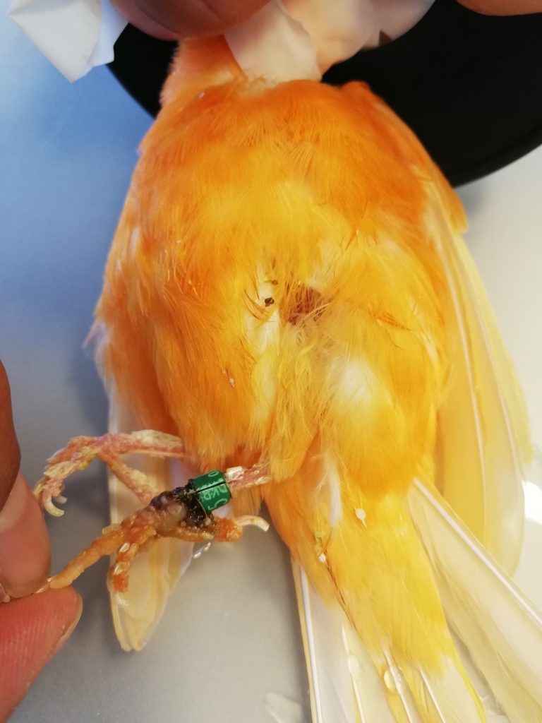 vogelberingung-verletzungsrisiko-kanarienvogel